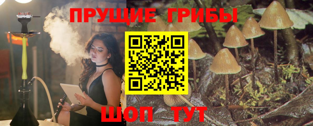Псилоцибиновые грибы Psilocybe  Псилоцибиновые грибы MAGIC MUSHROOMS  Георгиевск  Вход с VPN 